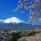 みんな桜と富士山が好き…⑦