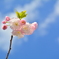 西院春日神社の八重桜４