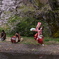 駒つなぎの桜奉納の舞