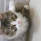 開けてにゃ〜( ˘•ω•˘ )