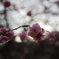 梅の花