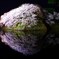 夜の水鏡桜