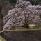 駒つなぎの桜と水鏡