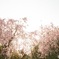 夕暮れの桜