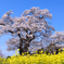 塩ノ崎の大桜