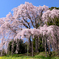 合戦場のしだれ桜