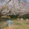 桜の下の動物たち