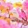 ざっくぅ(－A－) × 八重桜