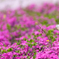 蝶々も芝桜見物