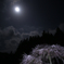 月下の桜-3