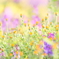 お花畑
