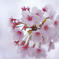 最後の桜