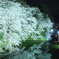 お堀と桜