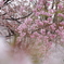 桜川のさくら
