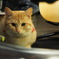 我が家の猫