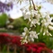 綺麗なお花