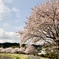 Cherry blossoms 