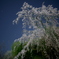 月下の桜-4