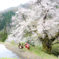 駒繋ぎの桜・奉納舞