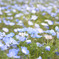 スカイブルーの花畑