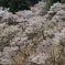 2018-04-10 吉野奥千本桜