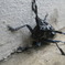 Longhorn beetle
