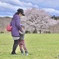 ママと桜とあいと4歳の春2