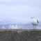 かもめ
