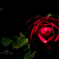 Red Rose