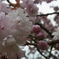 雨の宗堂桜