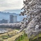 山形市馬見ヶ崎河川敷の桜