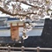 桜と城門