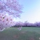 Cherry_blossom