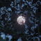 月下の桜-5