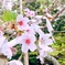 桜みんなの想い