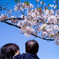 これが桜だよ
