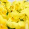 flower ♯2