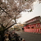 前田桜祭り　
