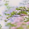 花水木