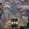 桜のトンネル