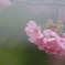 春霞 ２