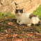 さくらとねこちゃん(^^)/