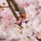 春の花