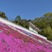 寺院の芝桜