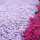 芝桜
