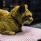 番猫
