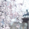 sakura et cetera