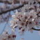 千葉県４月２日の桜　1