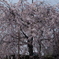 千葉県４月２日の桜　2