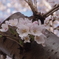 千葉県３月３０日の桜